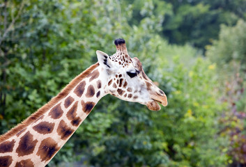 head of a giraffe, close-up, on a green forest background