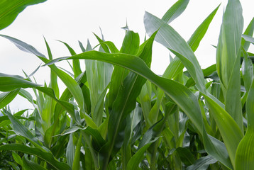 Field of cobs of green corn