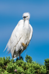 egret resting on a pine tree