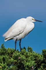 egret resting on a pine tree