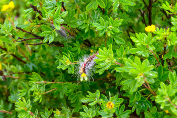A magical caterpillar of purple and brown color with long fibers of white color covered with raindrops crawling along a branch of a green bush in dew early in the morning