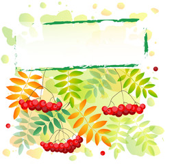 Colorful autumn background in green yellow gradient with frame decorated with rowan berry and leaves in red, orange, green for text, lettering,invitation, wedding,greeting card, advertisement