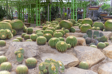 Fototapeta na wymiar Many different cacti growing on stones