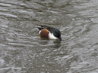 Anas clypeata. Le canard souchet, un canard au bec massif en forme de spatule.