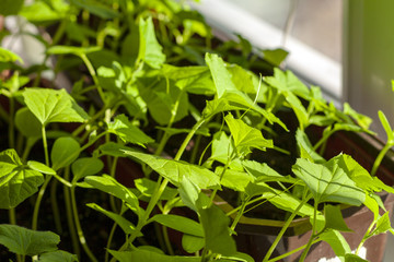 Saplings of cucumbers on the windowsill