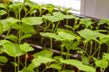 Saplings of cucumbers on the windowsill