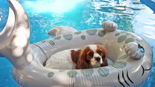 Dog in swimming pool. Floating toy puppy water.