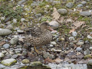 Anas clypeata. Le canard souchet, un canard au bec massif en forme de spatule.