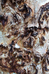 background textured bark of a tree