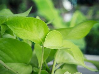 The leaves golden pothos.