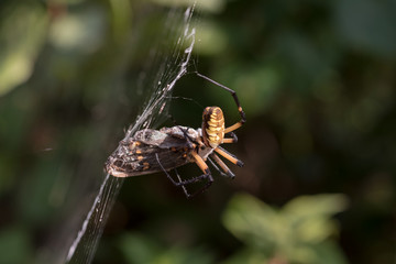 Garden Spider Wrapping Butterfly Prey in Web