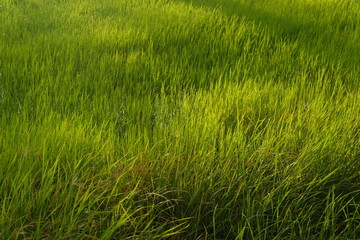 Fototapeta premium Young rice plant ready to growing in the rice field.
