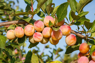 Mirabelle (Prunus domestica subsp. syriaca) 