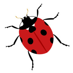 creative ladybug illustration