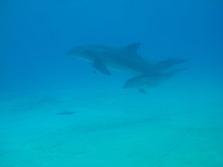 Fototapeta na wymiar dauphins 