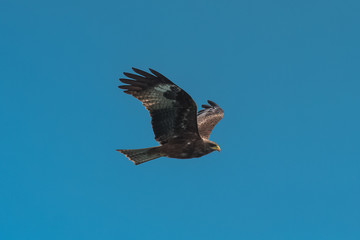 Yellow-billed Kite, Milvus aegyptius, african bird of prey 

