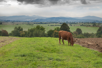 Fototapeta na wymiar cow pastures