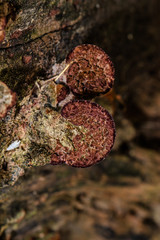 The mushroom grows on stumps, mushrooms shaped brown mushrooms.