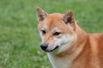 Naklejka na ściany i meble Cute red shiba inu is standing on a green meadow. Pet animals.