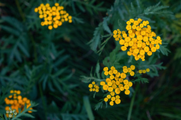 Tansy (Tanacetum Vulgare) flowers on a green background