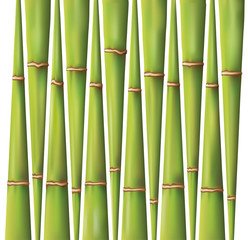 Obraz premium bamboo background design