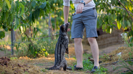 A civet cat and farmer in the coffee garden.