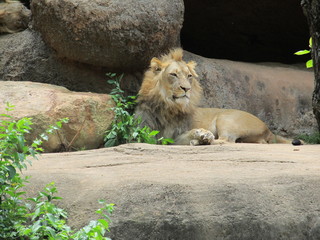 Fototapeta na wymiar Lion at the Zoo 