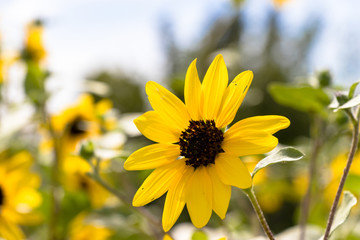 Sunflower of Andersen Park in Funabashi City, Chiba Prefecture, Japan
