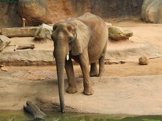 Fototapeta premium Elephant at Zoo Atlanta 