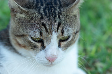 The head of a young cat