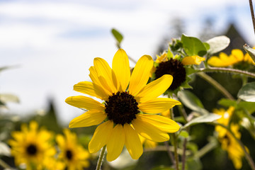 Sunflower of Andersen Park in Funabashi City, Chiba Prefecture, Japan