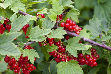 Red Currant Harvest