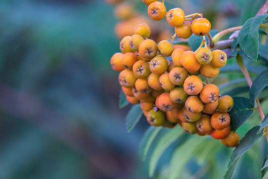 Rowan speet on branch, selective focus, toned