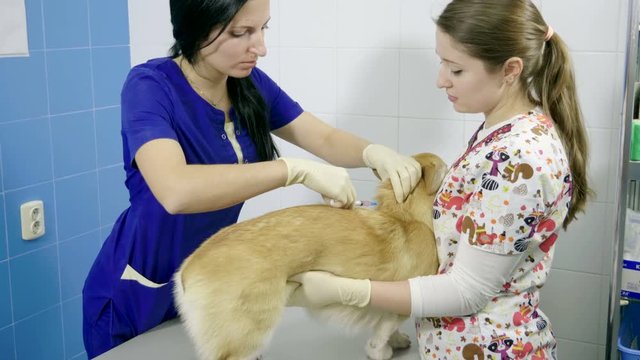 The vet making vaccination of welsh corgi dog in animal hospital. 4K