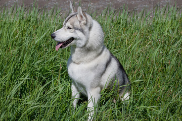 Cute siberian husky is sitting on a green meadow.
