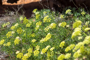 Yellow flowering shrubs