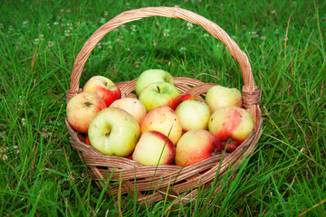 Healthy organic apples in wooden basket in summer grass. Many fresh apples in nature. Wicker basket full of apples in orchard.