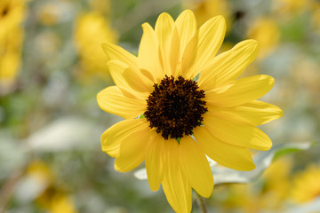 Sunflower of Andersen Park in Funabashi City, Chiba Prefecture, Japan