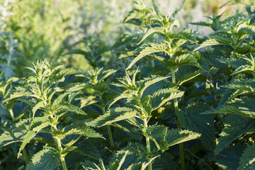 Nettle bushes, Urtica