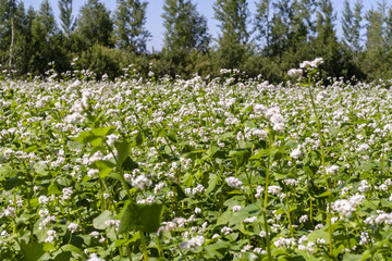 Blossoming buckwheat field on a sunny day