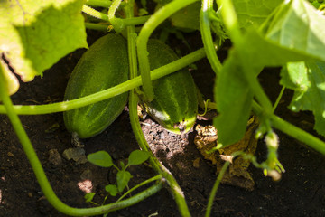 Fototapeta premium Fresh cucumber on the ground