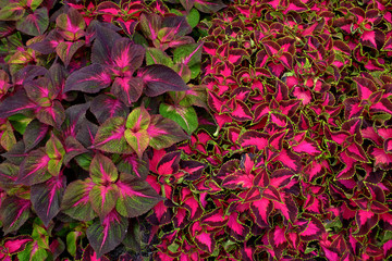 Detail of Flower Garden in Summer or Spring with Lush Blooms and Colorful Leaves