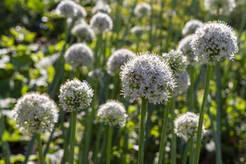 Flowering onion in the garden