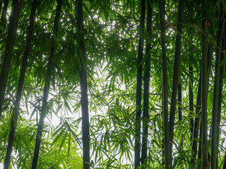 background texture green bamboo tree