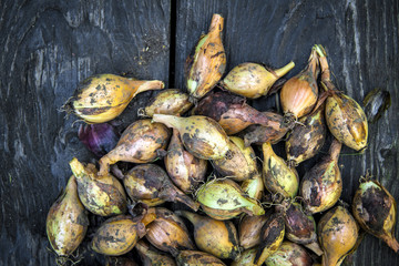natural food, yellow dirty onion, from the garden, on a wooden table