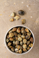 fresh uncooked clams