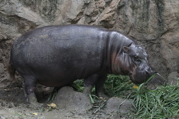 Mini Hippo in the zoo