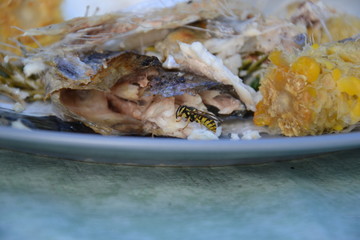 Wespen und andere Insekten holen sich kleine Stücke von Fisch