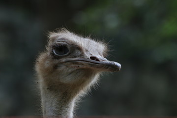 Close-up Funny Ostrich 