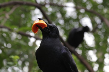 Black Crow with the orange papaya in his mouth